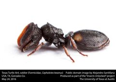 Cephalotes texanus by no rights reserved, uploaded by Alejandro Santillana. Used under a CC0 license.