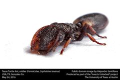 Cephalotes texanus by no rights reserved, uploaded by Alejandro Santillana. Used under a CC0 license.