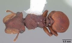 Cephalotes varians by (c) April Nobile, some rights reserved (CC BY). Used under a CC-BY license.