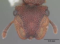 Cephalotes varians by (c) April Nobile, some rights reserved (CC BY). Used under a CC-BY license.
