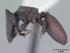 Cephalotes varians by (c) April Nobile, some rights reserved (CC BY). Used under a CC-BY license.