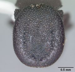 Cephalotes varians by (c) April Nobile, some rights reserved (CC BY). Used under a CC-BY license.