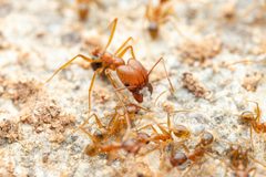 Pheidole desertorum by (c) Jake Nitta, some rights reserved (CC BY), uploaded by Jake Nitta. Used under a CC-BY license.