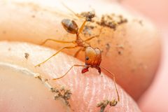 Pheidole desertorum by (c) Jake Nitta, some rights reserved (CC BY), uploaded by Jake Nitta. Used under a CC-BY license.