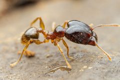 Pheidole megacephala by (c) Jake Nitta, some rights reserved (CC BY), uploaded by Jake Nitta. Used under a CC-BY license.