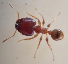 Pheidole megacephala by (c) Wilderness Safaris Botswana - Conservation Team, some rights reserved (CC BY), uploaded by Wilderness Safaris Botswana - Conservation Team. Used under a CC-BY license.