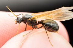 Pheidole rhea by (c) Jake Nitta, some rights reserved (CC BY), uploaded by Jake Nitta. Used under a CC-BY license.