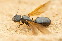 Pheidole rhea by (c) Jake Nitta, some rights reserved (CC BY), uploaded by Jake Nitta. Used under a CC-BY license.