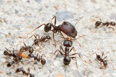 Pheidole rhea by (c) Jonghyun Park, some rights reserved (CC BY), uploaded by Jonghyun Park. Used under a CC-BY license.