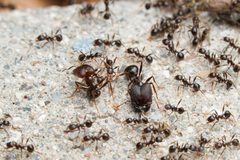 Pheidole rhea by (c) Jonghyun Park, some rights reserved (CC BY), uploaded by Jonghyun Park. Used under a CC-BY license.