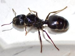 Pheidole rhea by (c) Sue Carnahan, some rights reserved (CC BY), uploaded by Sue Carnahan. Used under a CC-BY license.