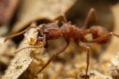 Trachymyrmex arizonensis by (c) Jake Nitta, some rights reserved (CC BY), uploaded by Jake Nitta. Used under a CC-BY license.