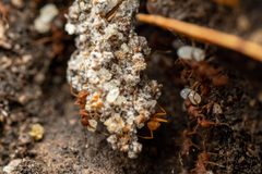 Trachymyrmex arizonensis by (c) Jake Nitta, some rights reserved (CC BY), uploaded by Jake Nitta. Used under a CC-BY license.