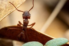 Trachymyrmex by (c) Jake Nitta, some rights reserved (CC BY), uploaded by Jake Nitta. Used under a CC-BY license.