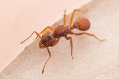 Trachymyrmex by (c) Jake Nitta, some rights reserved (CC BY), uploaded by Jake Nitta. Used under a CC-BY license.