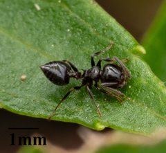 Crematogaster ashmeadi by no rights reserved, uploaded by Jesse Rorabaugh. Used under a CC0 license.