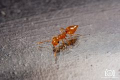 Crematogaster minutissima by no rights reserved, uploaded by Lyn Roueche. Used under a CC0 license.