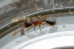 Myrmecina americana by (c) Jake Nitta, some rights reserved (CC BY), uploaded by Jake Nitta. Used under a CC-BY license.
