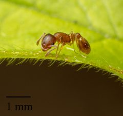Temnothorax ambiguus by no rights reserved, uploaded by Jesse Rorabaugh. Used under a CC0 license.