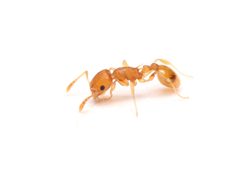 Temnothorax curvispinosus by (c) Zachary Dankowicz, some rights reserved (CC BY), uploaded by Zachary Dankowicz. Used under a CC-BY license.