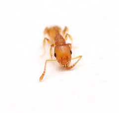 Temnothorax curvispinosus by (c) Zachary Dankowicz, some rights reserved (CC BY), uploaded by Zachary Dankowicz. Used under a CC-BY license.