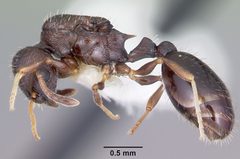 Temnothorax longispinosus by (c) April Nobile, some rights reserved (CC BY). Used under a CC-BY license.