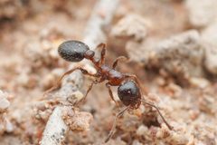 Temnothorax pergandei by (c) Jonghyun Park, some rights reserved (CC BY), uploaded by Jonghyun Park. Used under a CC-BY license.