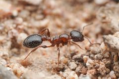 Temnothorax pergandei by (c) Jonghyun Park, some rights reserved (CC BY), uploaded by Jonghyun Park. Used under a CC-BY license.