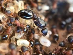 Temnothorax rugatulus by (c) Jared Shorma, some rights reserved (CC BY), uploaded by Jared Shorma. Used under a CC-BY license.