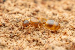 Temnothorax rugatulus by (c) Jake Nitta, some rights reserved (CC BY), uploaded by Jake Nitta. Used under a CC-BY license.