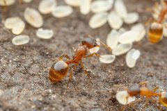 Temnothorax rugatulus by (c) Jake Nitta, some rights reserved (CC BY), uploaded by Jake Nitta. Used under a CC-BY license.