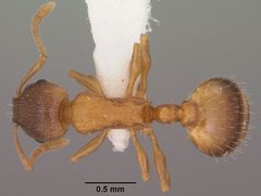 Temnothorax rugatulus by (c) Jen Fogarty, some rights reserved (CC BY). Used under a CC-BY license.
