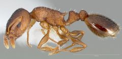 Temnothorax rugatulus by (c) The photographer and www.AntWeb.org, some rights reserved (CC BY). Used under a CC-BY license.