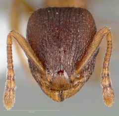 Temnothorax rugatulus by (c) The photographer and www.AntWeb.org, some rights reserved (CC BY). Used under a CC-BY license.