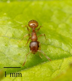 Temnothorax schaumii by no rights reserved, uploaded by Jesse Rorabaugh. Used under a CC0 license.