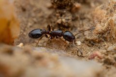 Temnothorax tricarinatus by (c) Jake Nitta, some rights reserved (CC BY), uploaded by Jake Nitta. Used under a CC-BY license.