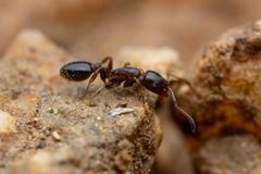 Temnothorax tricarinatus by (c) Jake Nitta, some rights reserved (CC BY), uploaded by Jake Nitta. Used under a CC-BY license.