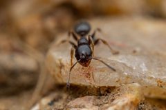 Temnothorax tricarinatus by (c) Jake Nitta, some rights reserved (CC BY), uploaded by Jake Nitta. Used under a CC-BY license.