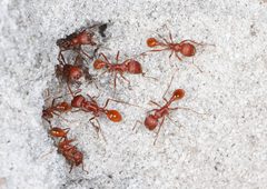 Pogonomyrmex badius by (c) Judy Gallagher, some rights reserved (CC BY). Used under a CC-BY license.