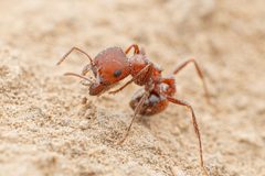 Pogonomyrmex desertorum by (c) Jake Nitta, some rights reserved (CC BY), uploaded by Jake Nitta. Used under a CC-BY license.