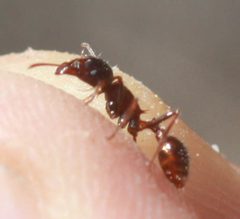 Pogonomyrmex rugosus by no rights reserved. Used under a CC0 license.
