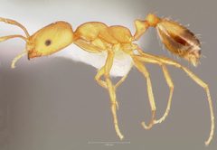 Monomorium pharaonis by (c) Animal Diversity Web, some rights reserved (CC BY). Used under a CC-BY license.