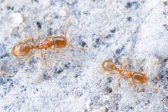 Solenopsis by (c) Owen Strickland, some rights reserved (CC BY), uploaded by Owen Strickland. Used under a CC-BY license.