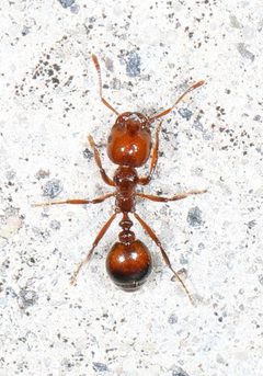 Solenopsis invicta by (c) Judy Gallagher, some rights reserved (CC BY). Used under a CC-BY license.