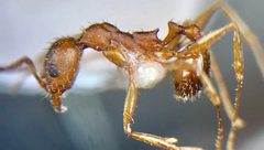 Aphaenogaster fulva by (c) Raven Dandridge, some rights reserved (CC BY), uploaded by Raven Dandridge. Used under a CC-BY license.