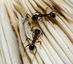 Aphaenogaster fulva by (c) Andrew Meeds, some rights reserved (CC BY), uploaded by Andrew Meeds. Used under a CC-BY license.
