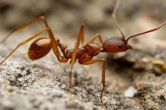 Aphaenogaster huachucana by (c) Jake Nitta, some rights reserved (CC BY), uploaded by Jake Nitta. Used under a CC-BY license.
