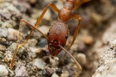 Aphaenogaster huachucana by (c) Jake Nitta, some rights reserved (CC BY), uploaded by Jake Nitta. Used under a CC-BY license.