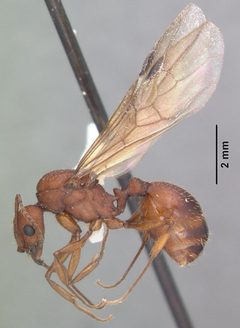 Aphaenogaster treatae by (c) 
April Nobile, some rights reserved (CC BY). Used under a CC-BY license.
