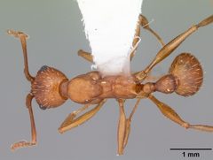 Aphaenogaster treatae by (c) 
April Nobile, some rights reserved (CC BY). Used under a CC-BY license.